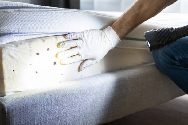 Best Affordable Pest Control Services  in Century, FL