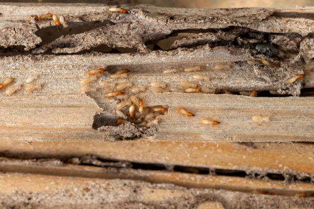 Professional Pest Control in Century, FL