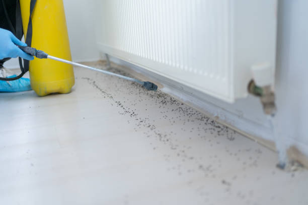 Best Local Pest Control Services  in Century, FL
